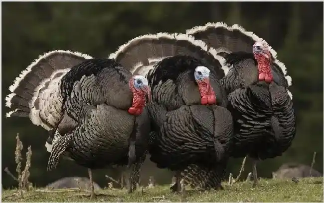 火鸡生长习性及养殖技巧分享 | 农广天地