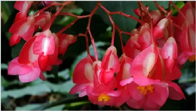 竹节海棠换盆方法 | 生活妙招