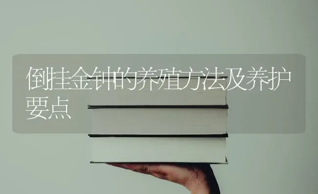 倒挂金钟的养殖方法及养护要点 | 养殖技术大全