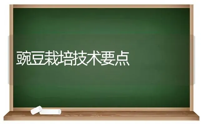 豌豆栽培技术要点 | 养殖知识