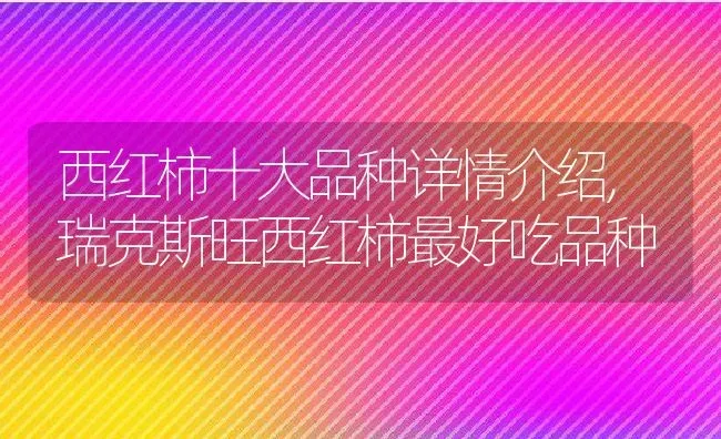 西红柿十大品种详情介绍,瑞克斯旺西红柿最好吃品种 | 养殖学堂