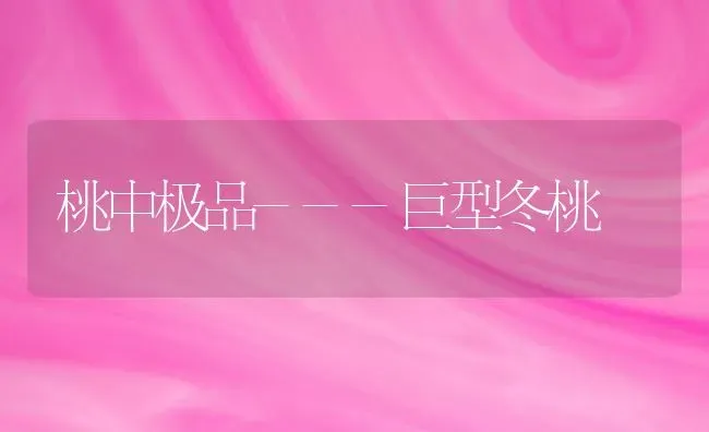 桃中极品---巨型冬桃 | 养殖技术大全