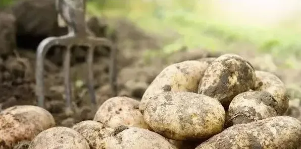 种植马铃薯需要掌握的施肥技巧有哪些？ | 常识大全