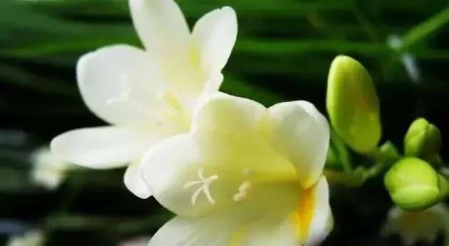 香雪兰花的养殖方法是怎么的,室内养几盆雪兰花，对人的身体有什么好处呢？