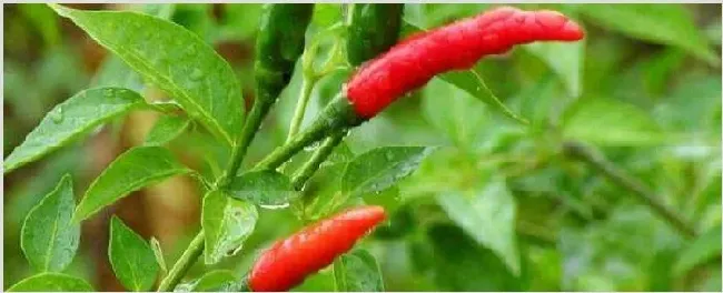 辣椒不开花怎么处理 | 生活妙招