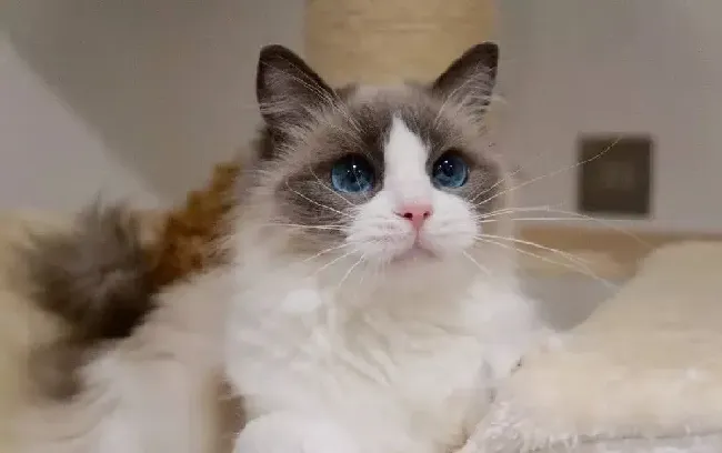 布偶猫只认一个主人吗,猫咪一旦认主还会认其他人吗？