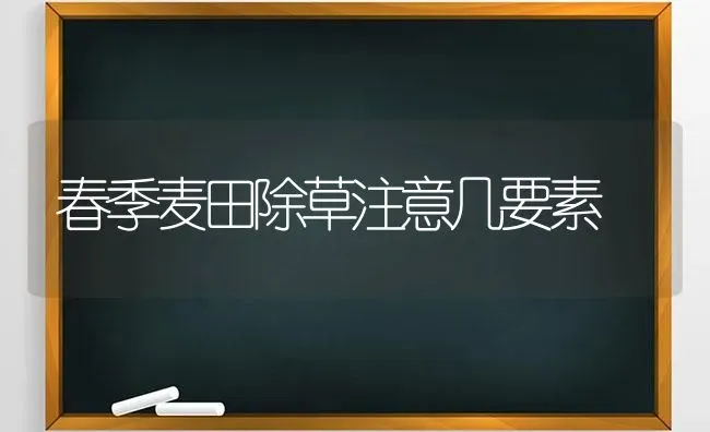 春季麦田除草注意几要素 | 养殖知识