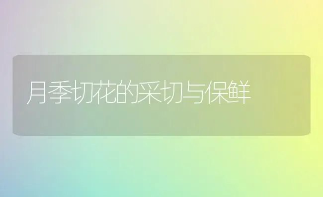 月季切花的采切与保鲜 | 养殖技术大全