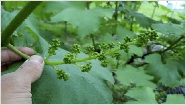 葡萄拉花技术是什么 | 生活妙招