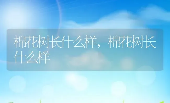 棉花树长什么样,棉花树长什么样 | 养殖科普