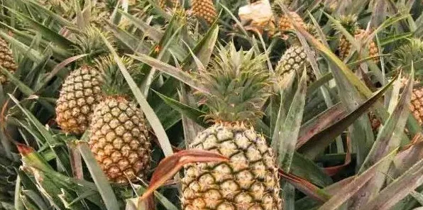 菠萝和凤梨有什么区别 | 农广天地