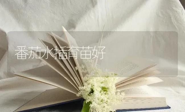 番茄水插育苗好 | 养殖技术大全