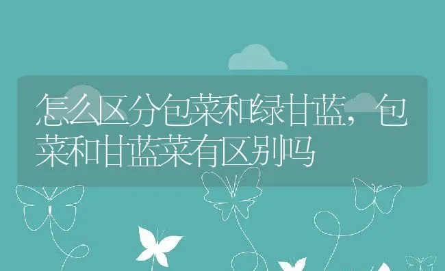 怎么区分包菜和绿甘蓝,包菜和甘蓝菜有区别吗 | 养殖学堂