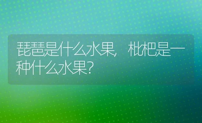 琵琶是什么水果,枇杷是一种什么水果？ | 养殖科普