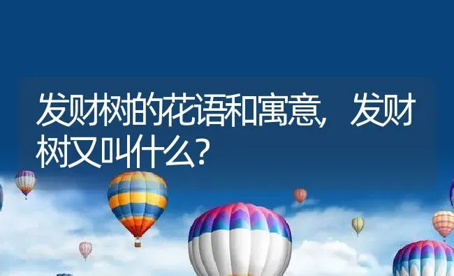 发财树的花语和寓意,发财树又叫什么？ | 养殖科普