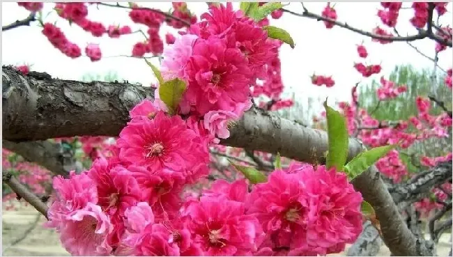 碧桃和桃花的区别 | 常识大全