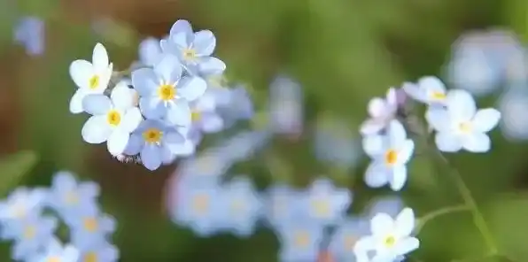 勿忘我冬天会死吗 | 实用知识