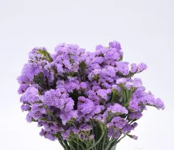 勿忘我花语和寓意,勿忘你花语大全？