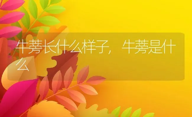 牛蒡长什么样子,牛蒡是什么 | 养殖学堂