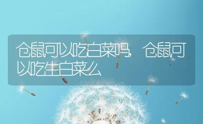 仓鼠可以吃白菜吗,仓鼠可以吃生白菜么 | 养殖学堂