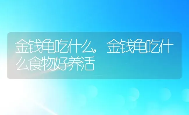 金钱龟吃什么,金钱龟吃什么食物好养活 | 养殖科普