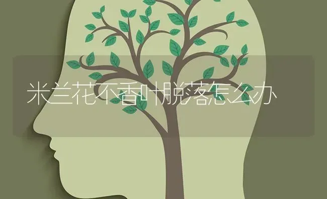 米兰花不香叶脱落怎么办 | 养殖知识