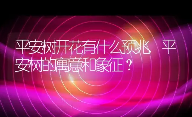 平安树开花有什么预兆,平安树的寓意和象征？ | 养殖科普