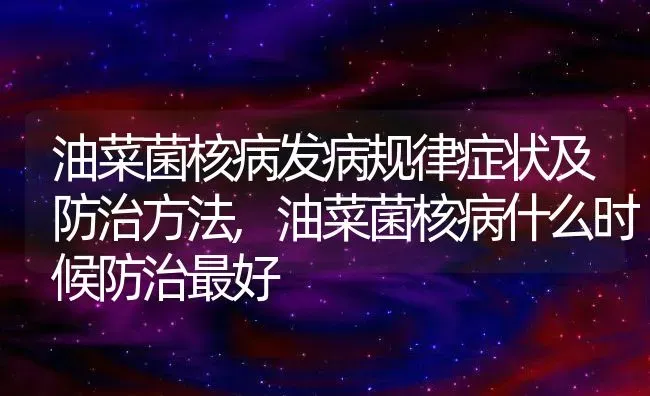 黑檀木的风水作用黑檀盆景摆放的风水禁忌,黑檀木是什么树 | 养殖学堂