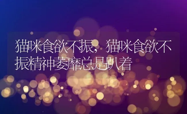 猫咪食欲不振,猫咪食欲不振精神萎靡总是趴着 | 养殖科普