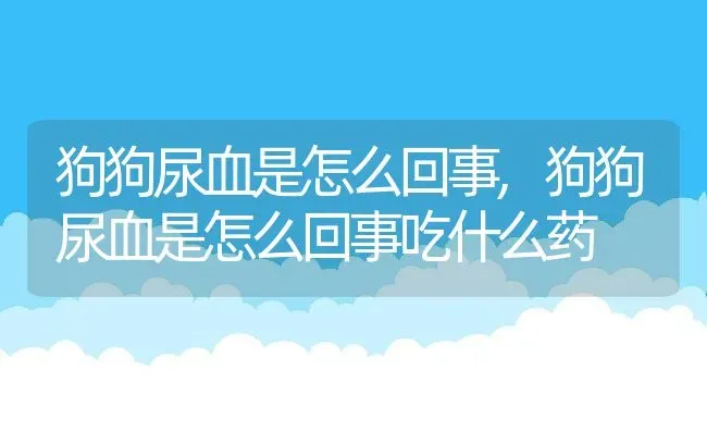 狗狗尿血是怎么回事,狗狗尿血是怎么回事吃什么药 | 养殖资料