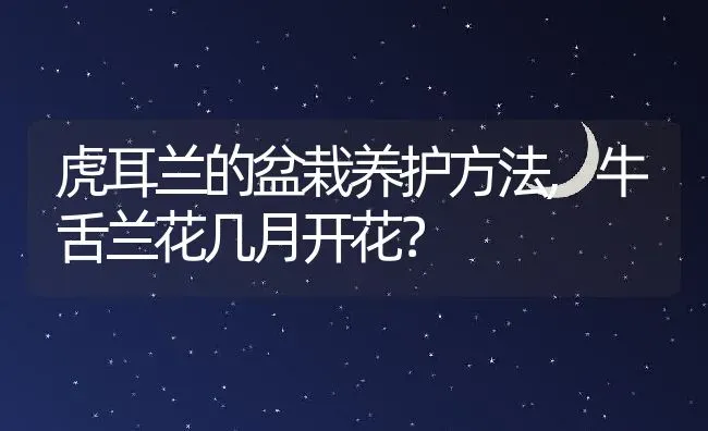 虎耳兰的盆栽养护方法,牛舌兰花几月开花？ | 养殖科普