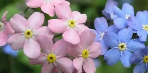 勿忘我冬天会死吗 | 实用知识