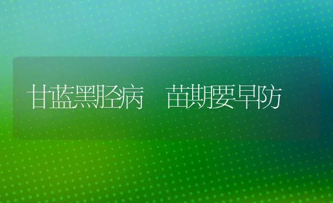 甘蓝黑胫病 苗期要早防 | 养殖技术大全