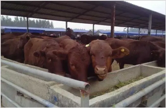 肉牛养殖场建设要求 | 常识大全