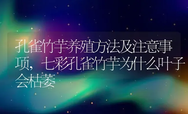 孔雀竹芋养殖方法及注意事项,七彩孔雀竹芋为什么叶子会枯萎 | 养殖学堂