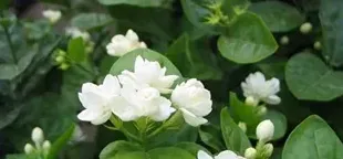 春天茉莉花怎么修剪,茉莉花春天几月修剪？