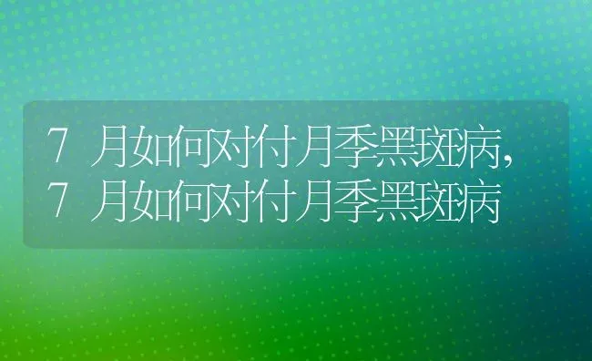 7月如何对付月季黑斑病,7月如何对付月季黑斑病 | 养殖科普