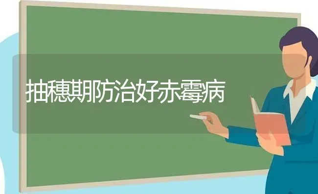 抽穗期防治好赤霉病 | 养殖技术大全