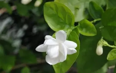 茉莉花需要什么肥料最好,茉莉花怎么施肥，施什么肥？