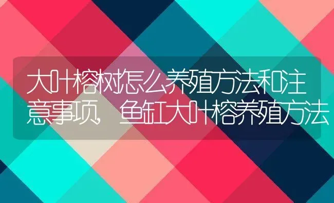 大叶榕树怎么养殖方法和注意事项,鱼缸大叶榕养殖方法 | 养殖学堂