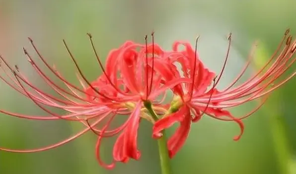 黄花石蒜和彼岸花的区别 | 生活妙招