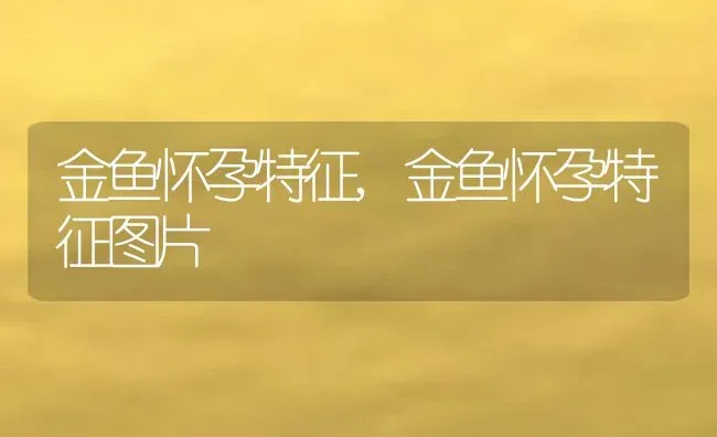 金鱼怀孕特征,金鱼怀孕特征图片 | 养殖资料