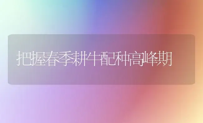 把握春季耕牛配种高峰期 | 养殖技术大全