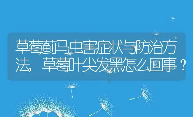 草莓蓟马虫害症状与防治方法,草莓叶尖发黑怎么回事？ | 养殖科普