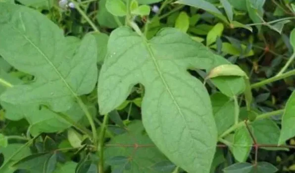 蔓茄是什么植物 | 农广天地