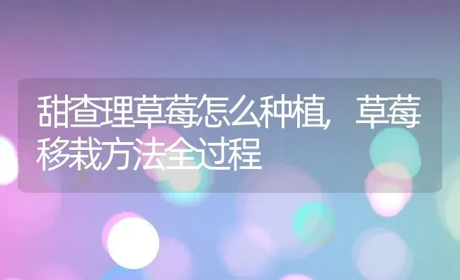 甜查理草莓怎么种植,草莓移栽方法全过程 | 养殖学堂