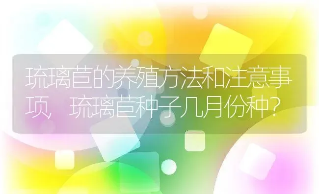 琉璃苣的养殖方法和注意事项,琉璃苣种子几月份种？ | 养殖科普