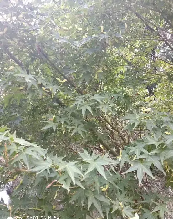 米兰好养吗?要注意什么?,为什么米兰花不好养？