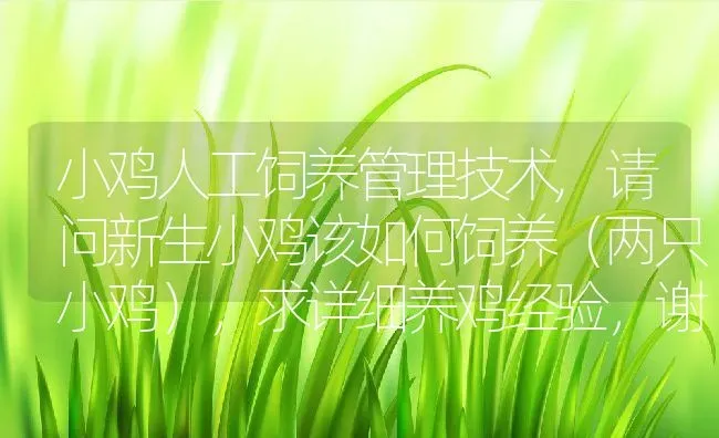 小鸡人工饲养管理技术,请问新生小鸡该如何饲养（两只小鸡），求详细养鸡经验，谢谢 | 养殖学堂