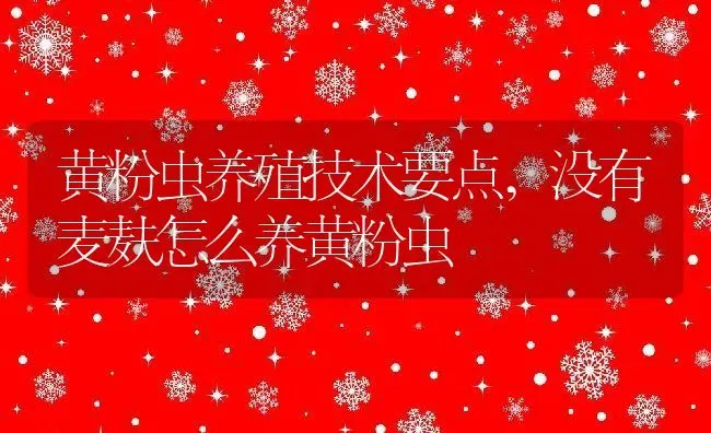 黄粉虫养殖技术要点,没有麦麸怎么养黄粉虫 | 养殖学堂
